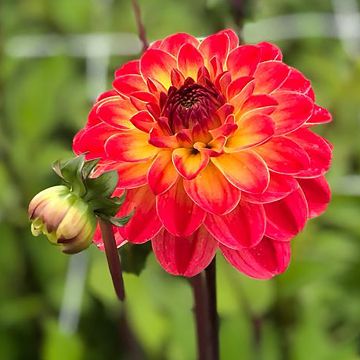 Dalia decorativa Pernille