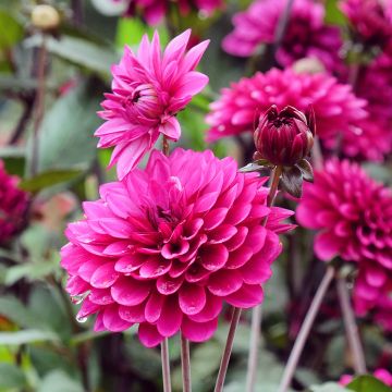 Dalia decorativa Purple Flame