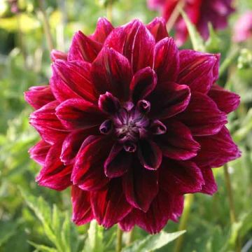 Dalia decorativa Seawood Glory