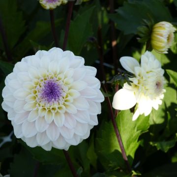 Dalia decorativa Seniors White