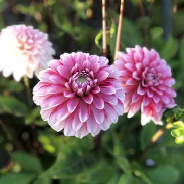 Dalia decorativa Strawberry Cream