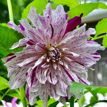 Dalia decorativa Taiheiyo