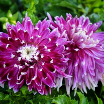 Dalia decorativa Vancouver