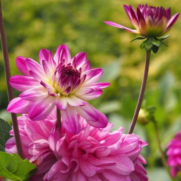 Dalia decorativa Saint Martin