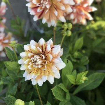 Dalia decorativa Mats