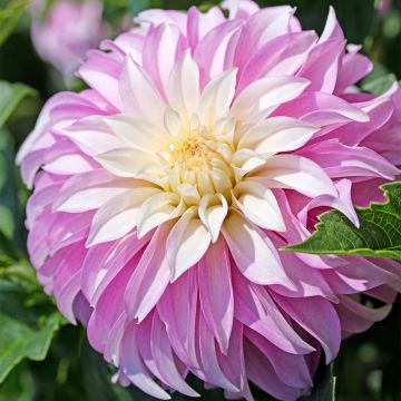 Dalia decorativa Pink Petticoat
