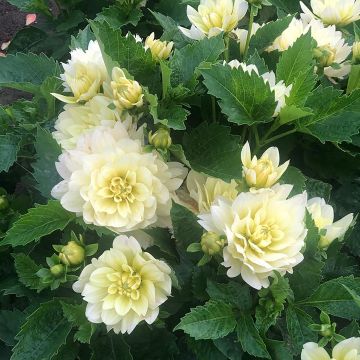 Dalia nana Berliner Lemon