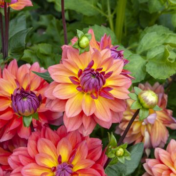 Dalia nana Firepot