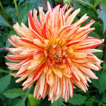 Dalia cactus Saint Saens