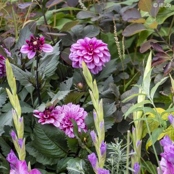 Dalia nana Gardenetta Lavender