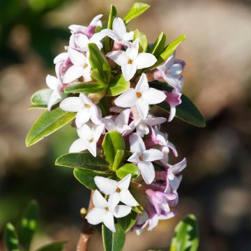 Daphne retusa - Dafne