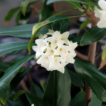 Daphne Princess white - Dafne