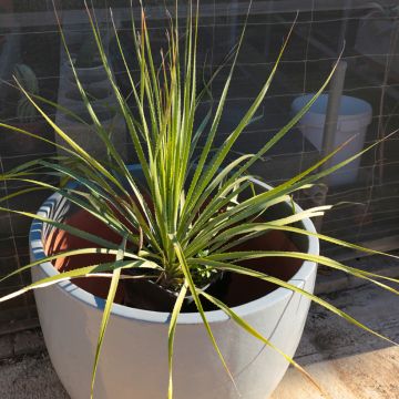Dasylirion texanum