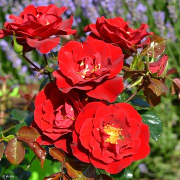 Rosa tappezzante New Vesuvia