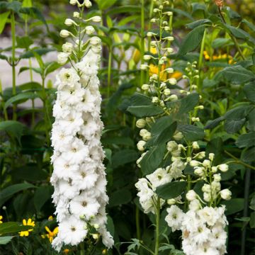 Delphinium elatum Double Innocence - Speronella elevata