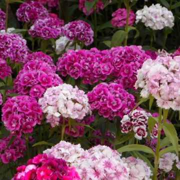 Dianthus barbatus Double Mix - Garofano dei poeti
