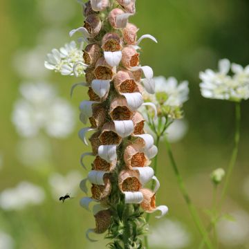 Digitalis lanata - Digitale lanata
