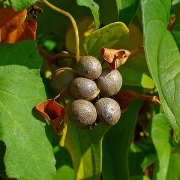 Dioscorea batatas - Igname cinese