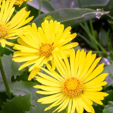 Doronicum orientale Little Leo - Doronico orientale