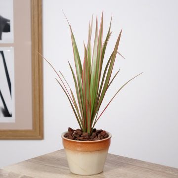 Dracaena Bicolor - Tronchetto della Felicità