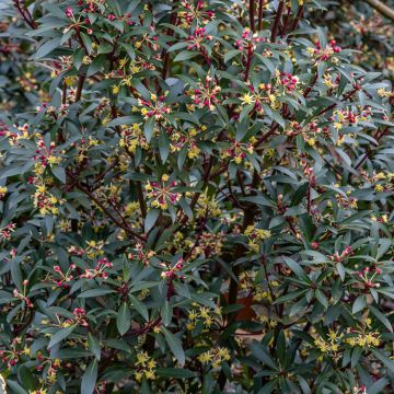 Drimys aromatica Red Spice