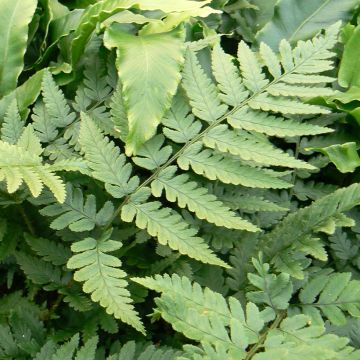 Dryopteris coreano-montana