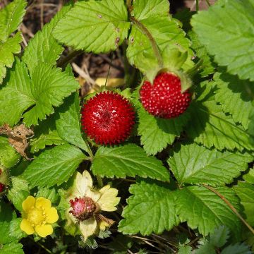 Duchesnea indica - Falsa fragola