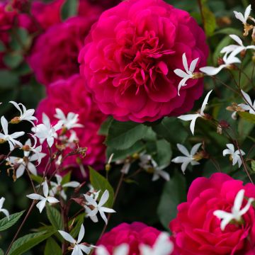 Duo di leggerezza - Duo di rosa e Gillenia