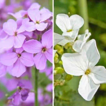 Duo Lunaria
