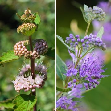 Duo Caryopteris rosa e blu