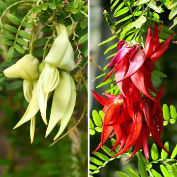 Tasso Clianthus per Massiccio esotico