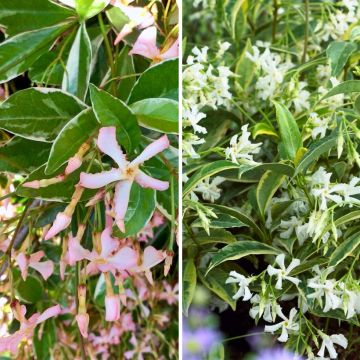 Duo di Gelsomini stellati con fogliame variegato