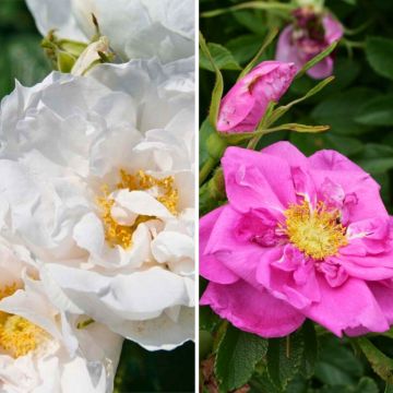 Duo di Rose per marmellata di cinorrodi