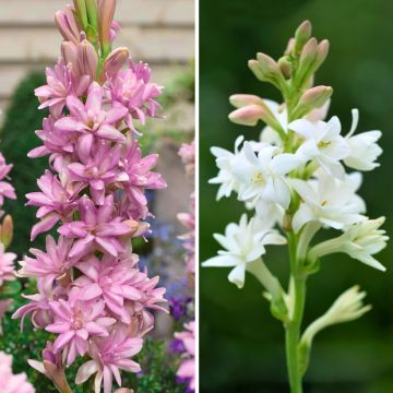 Duo di Tuberosa profumata - Polianthes