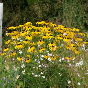 Duo di piante perenni gialle e bianche per la fine dell'estate