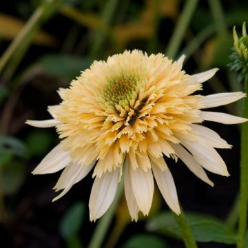 Echinacea purpurea Coupe Soleil