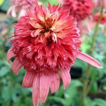 Echinacea purpurea Irresistible