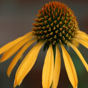 Echinacea purpurea Mango Medowbrite