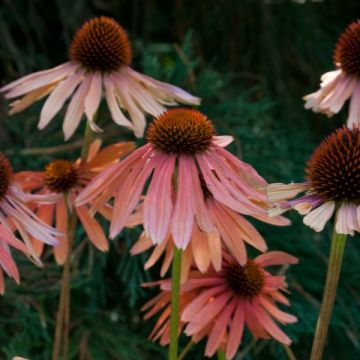 Echinacea purpurea Pacific Summer