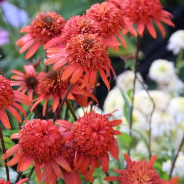 Echinacea purpurea Secret Lust