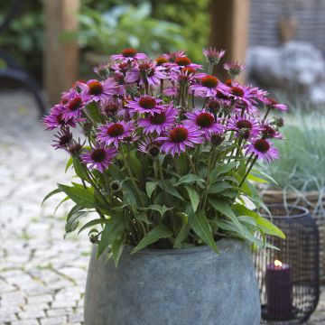 Echinacea purpurea Sun Magic Vintage Pink
