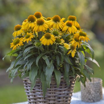 Echinacea purpurea Sun Magic Vintage Yellow