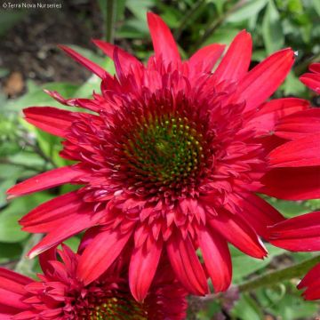 Echinacea Sunny Days Ruby