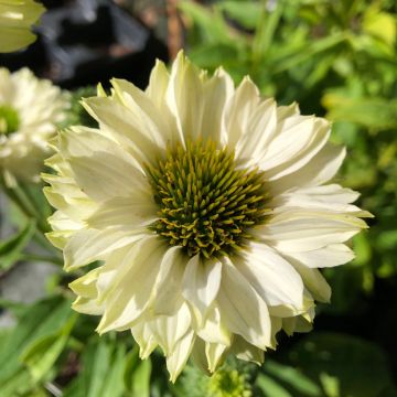 Echinacea purpurea SunSeekers White Perfection