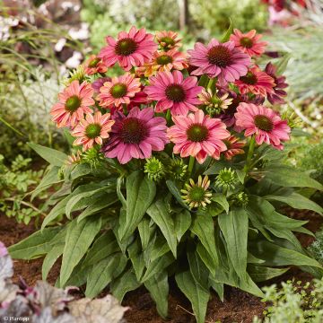 Echinacea Evolution Colorific