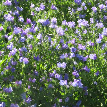 Echium Blue Bedder - Viperina
