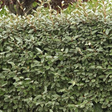 Elaeagnus ebbingei Compacta - Eleagno Elaeagnus ebbingei Compacta - Eleagno