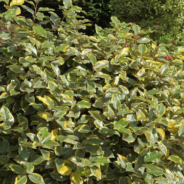 Elaeagnus ebbingei Viveleg - Eleagno