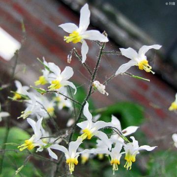 Epimedium brevicornu