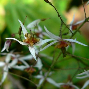 Epimedium pubescens